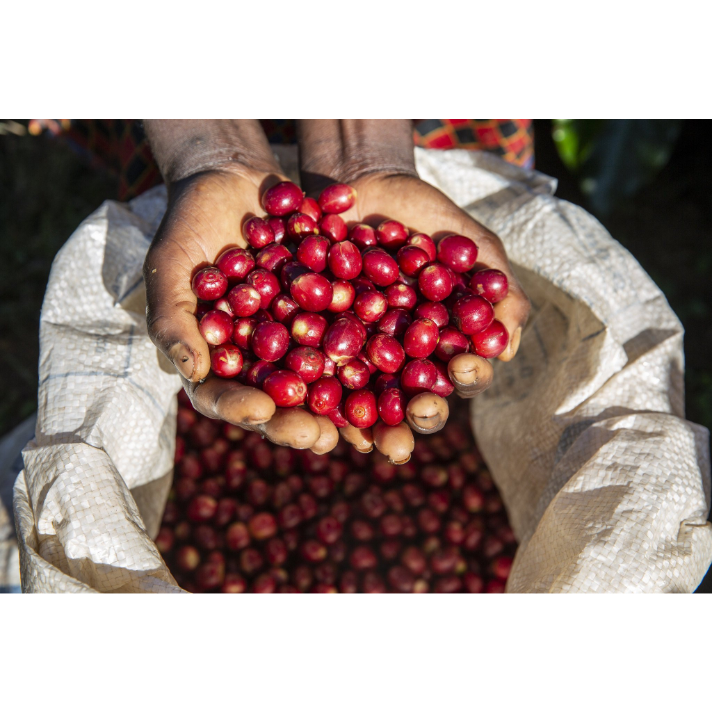 

Buah Kopi Cherry Arabica Fresh 1 kg Bandung