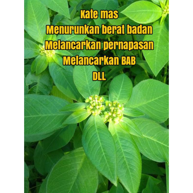 

PROMO 500 gram Daun Kate Mas ,Kesehatan, Ampuh Atasi Gangguan Pernapasan DLL