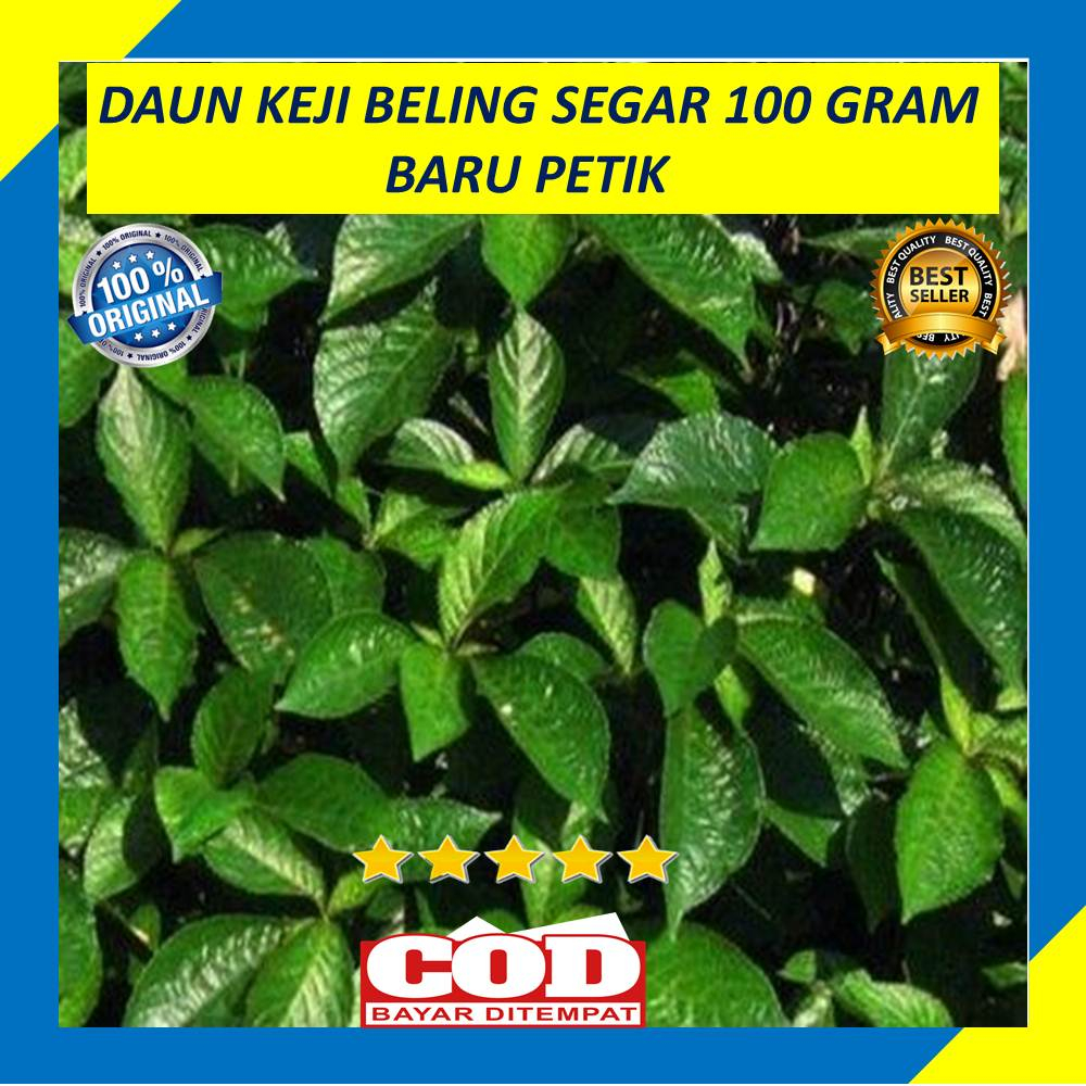

Daun Keji Beling Segar Pecah Ngokilo 100 Gram Herbal Organik