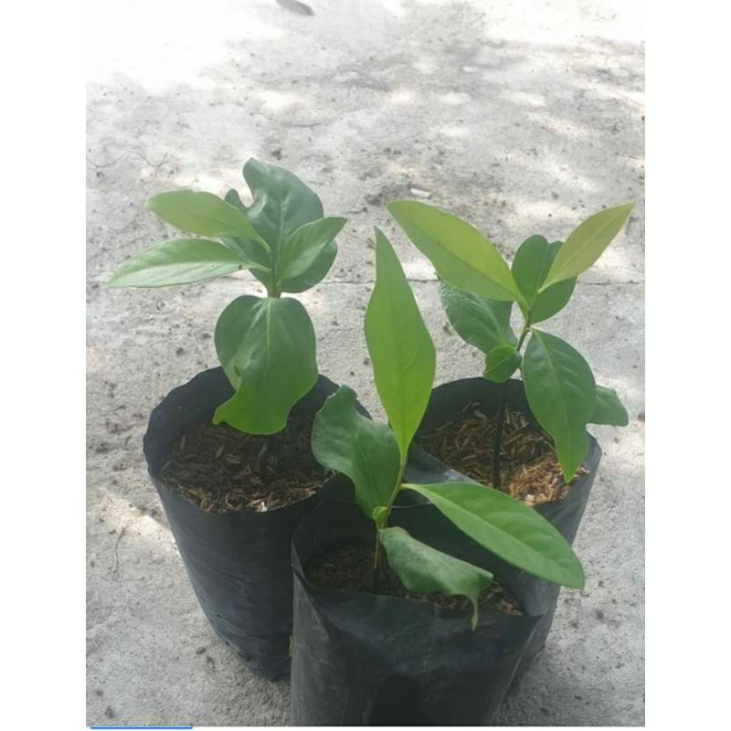 bibit black sapote