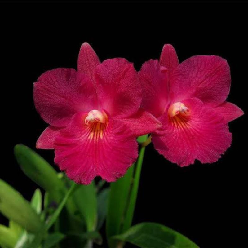 ANGGREK CATTLEYA JAMAICA RED