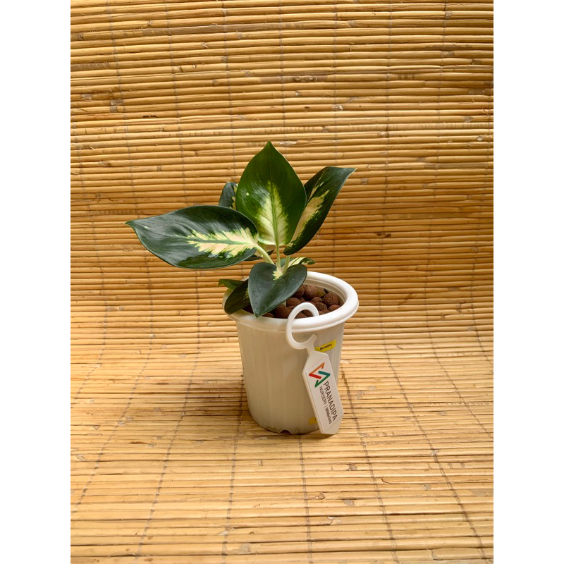 Aglonema Whte Monalisa