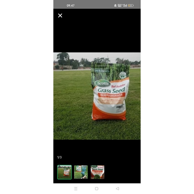biji rumput grass seed