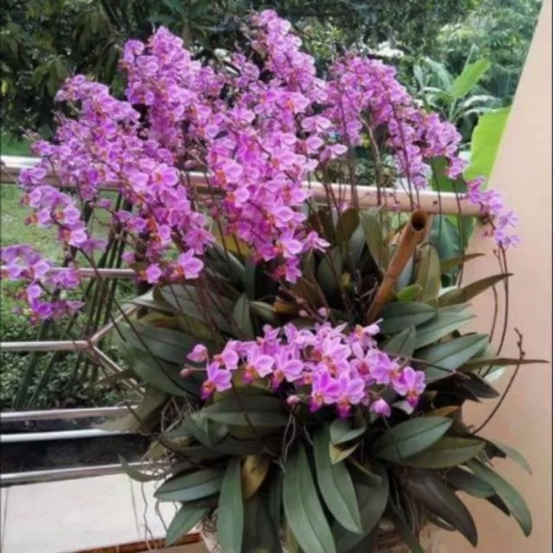 1 RUMPUN Jumbo Anggrek Bulan Doritis