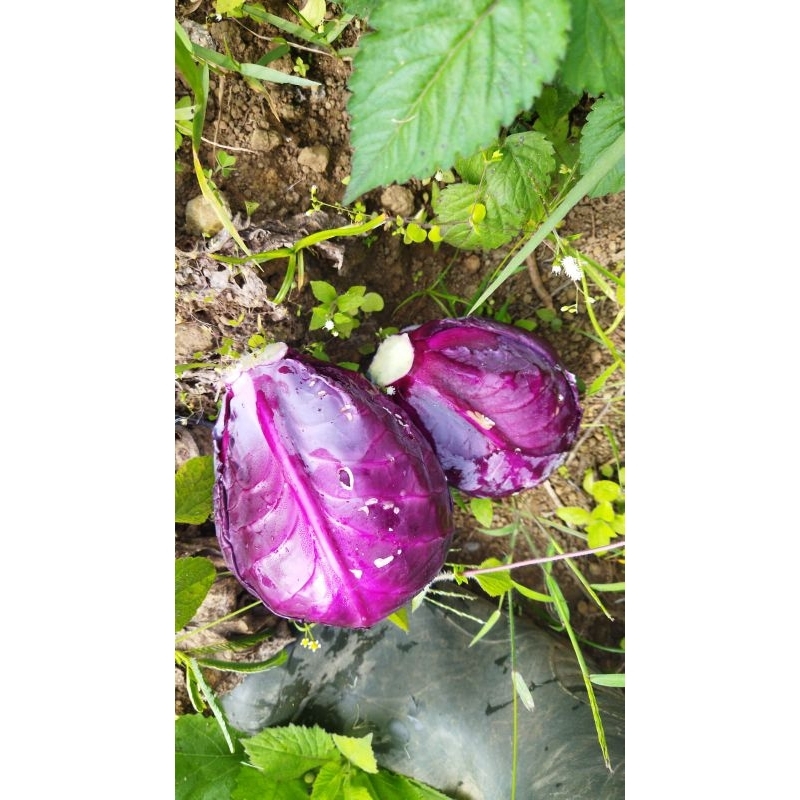 

Kol Merah Kubis Merah Gubis Ungu Sayuran Tengger 500gram