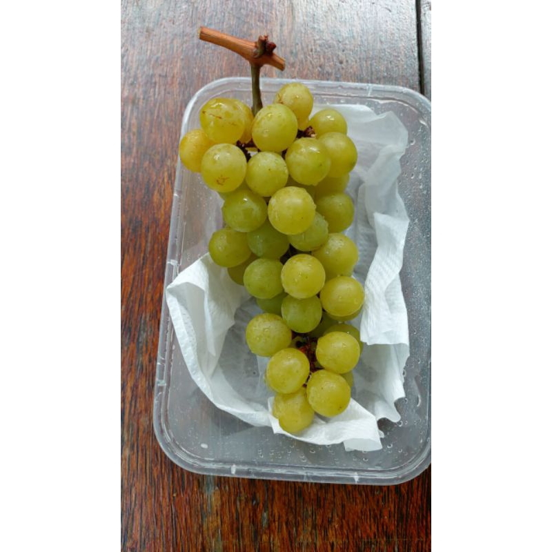 Bibit Anggur Import Tamaki