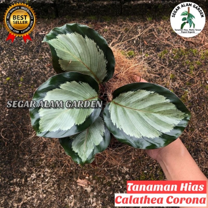 PRODAK ORIGINAL Tanaman Hias Calathea Corona - Calathea Corona