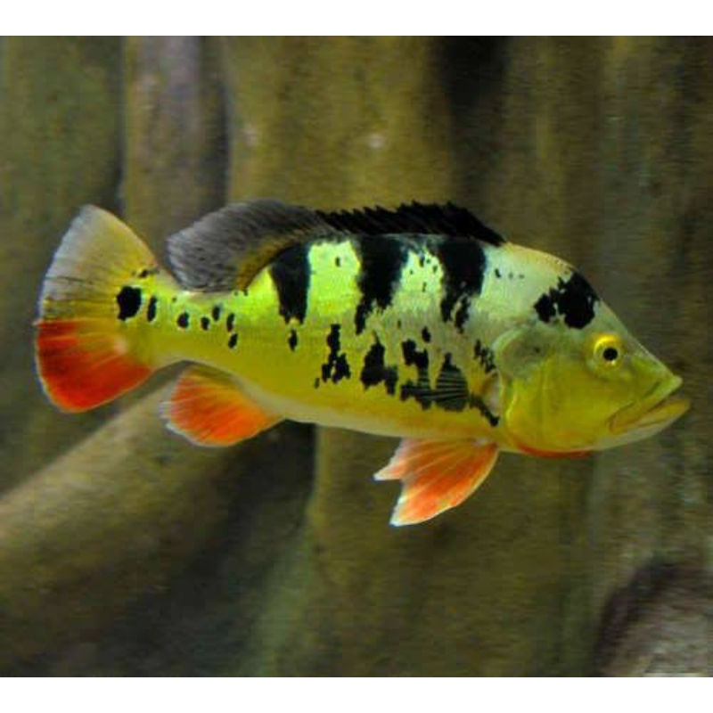 Pbas mono 8-11 cm ornamen aquarium