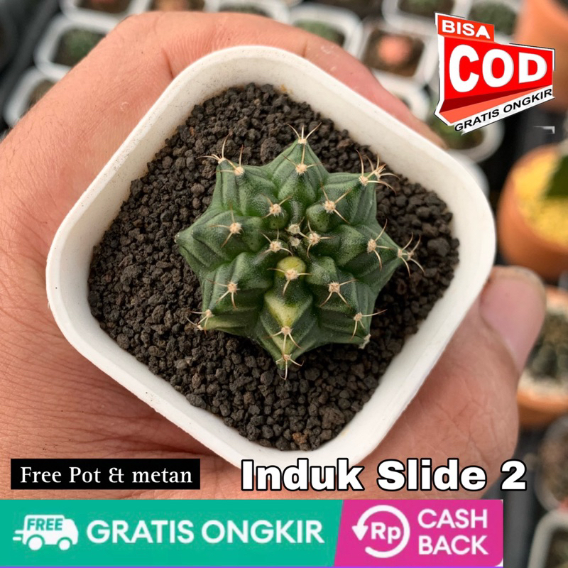 Kaktus gymno miha orange onroot free pot