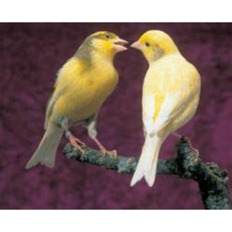 BURUNG KENARI SEPASANG