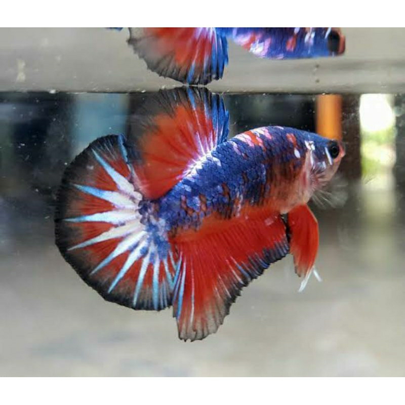 Ikan Cupang Plakat Warna / Betta warna