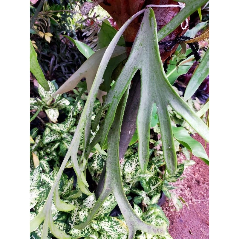 BISA COD pakis tanduk rusa tanaman hias pakis tanduk rusa tanaman Pakuan tanaman gunung