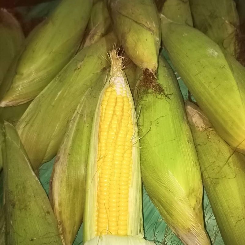 

JAGUNG PER BIJI