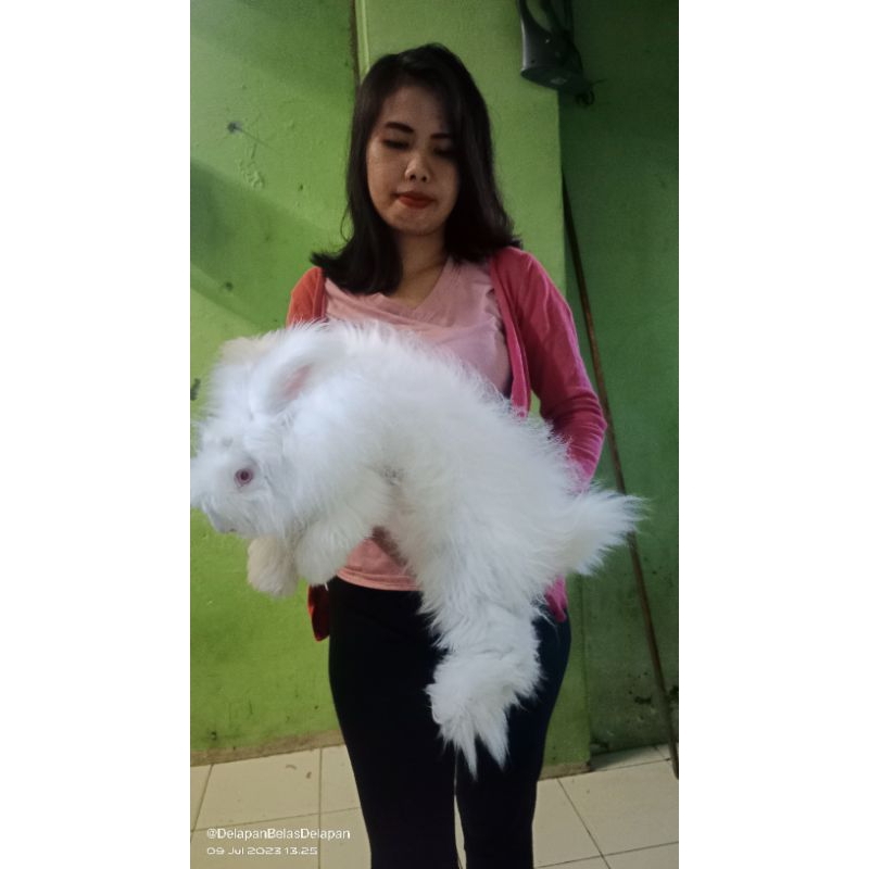kelinci indukan anggora english jantan