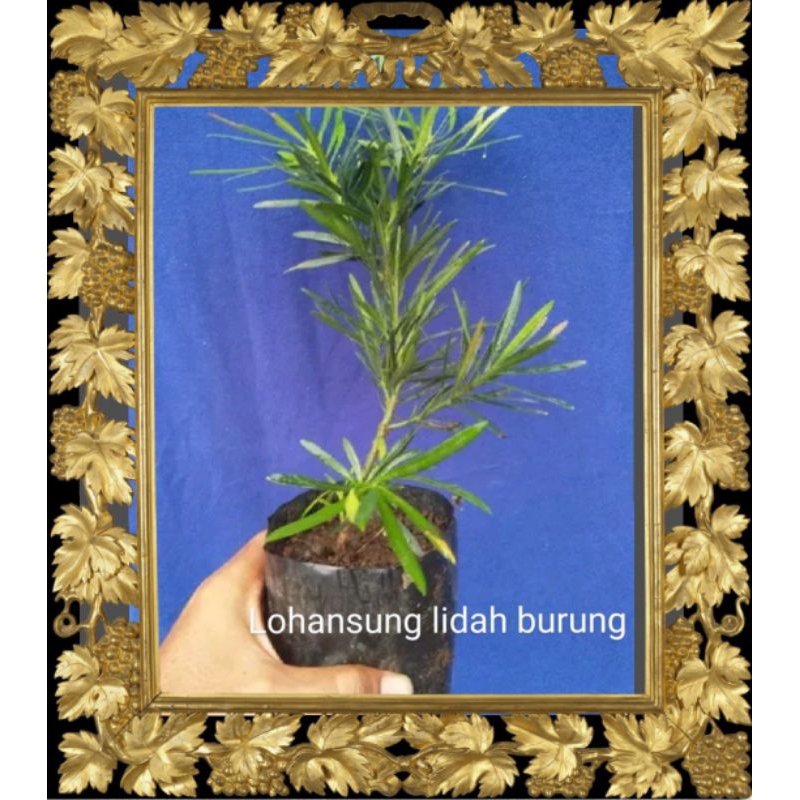(COD)Bibit Bonsai Lohansung Lidah Burung