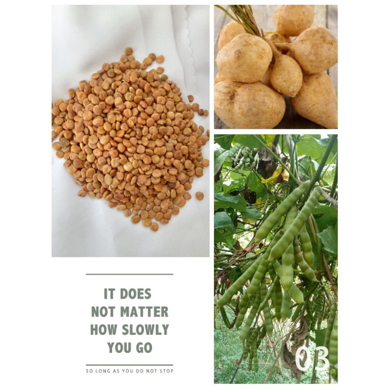 

Biji Bengkoang / benih bengkoang Super (500gr)
