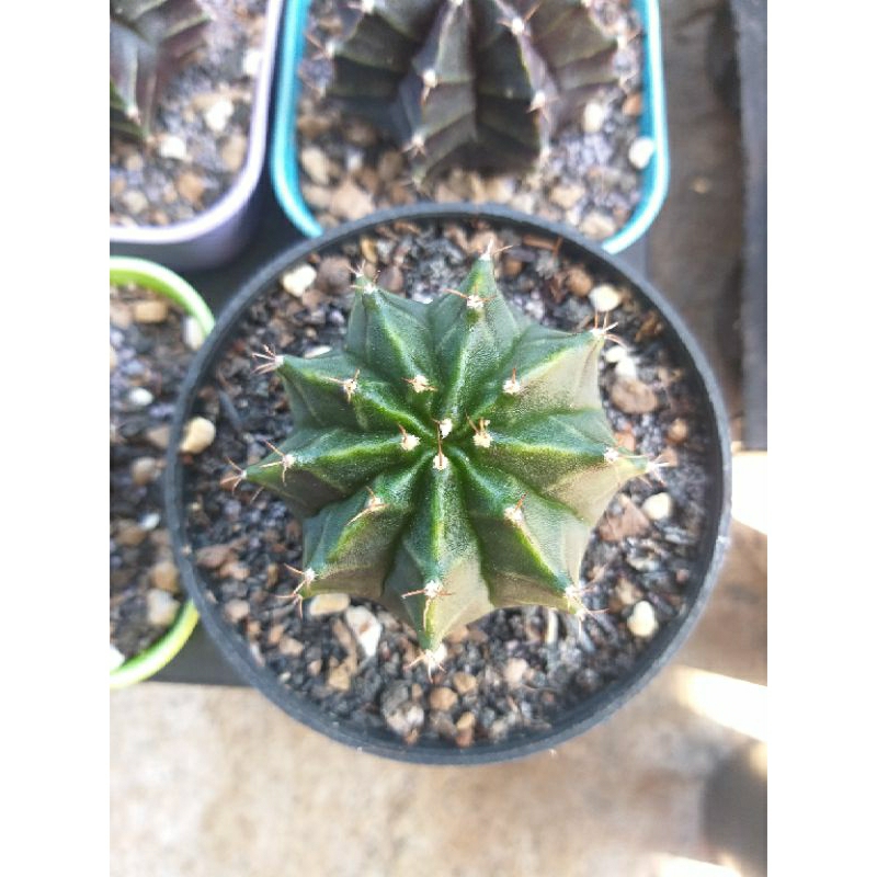 Kaktus Gymnocalycium Miha Hybrid