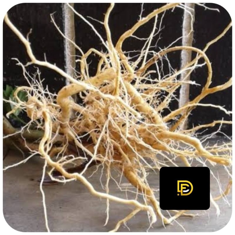 

Akar pecut kuda akar jarong segar 300 gram-az