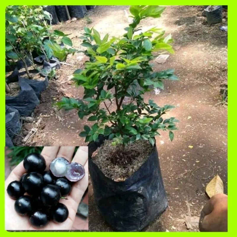 bibit anggur brazil cangkok cepat berbuah