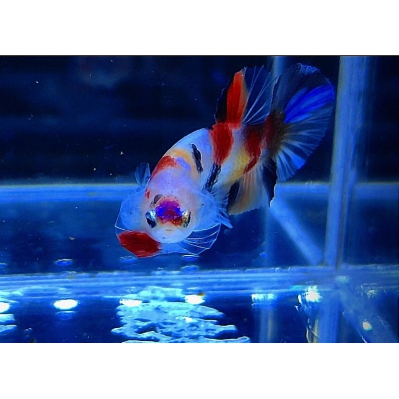 cupang Multicolour bahanan ( yellow base & Nemo galaxy )