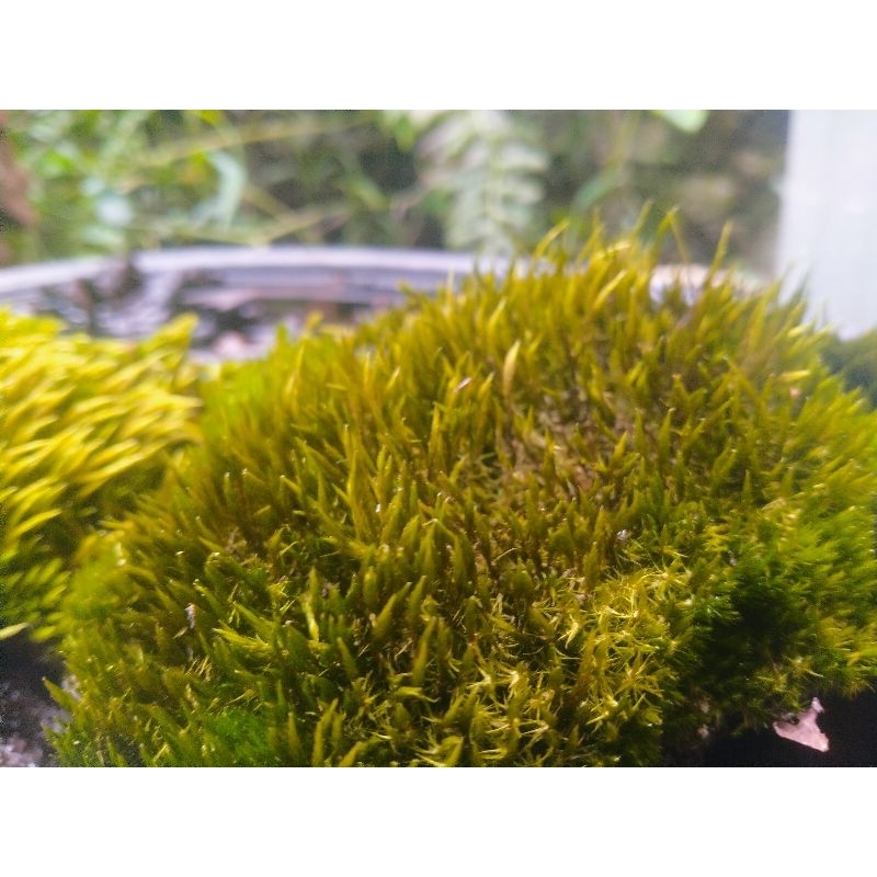 tanaman mos darat hijau murah