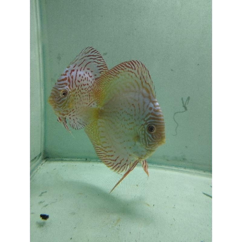 Discus Pair