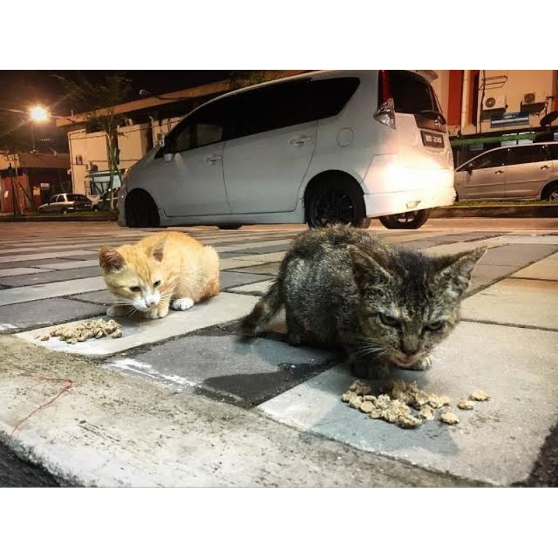 Shadaqah untuk Kucing Jalanan