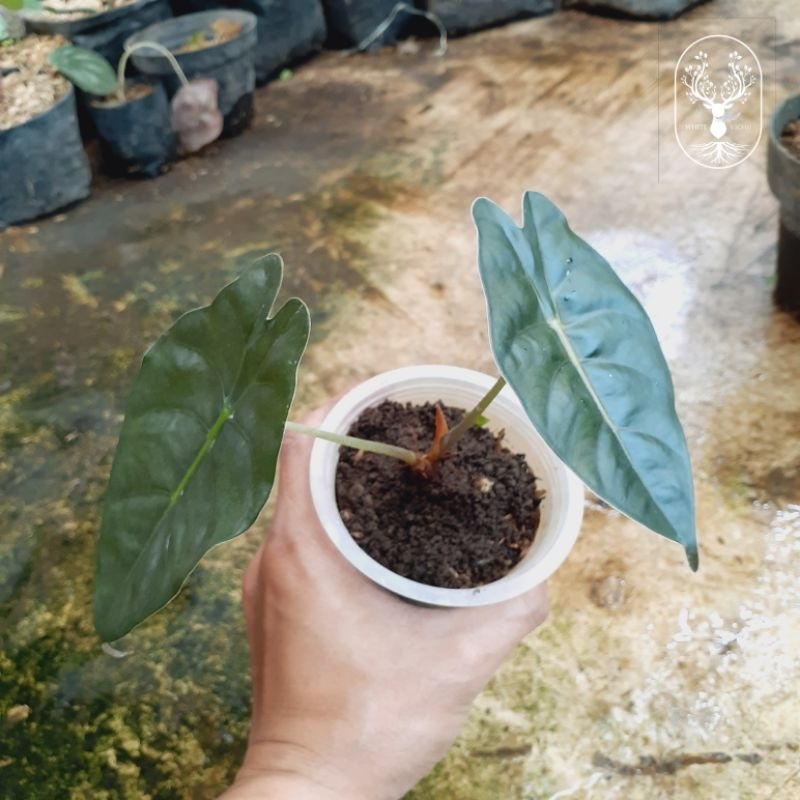 TANAMAN HIAS ALOCASIA GOLDEN BONE/ ALOKASIA GOLDEN BONE