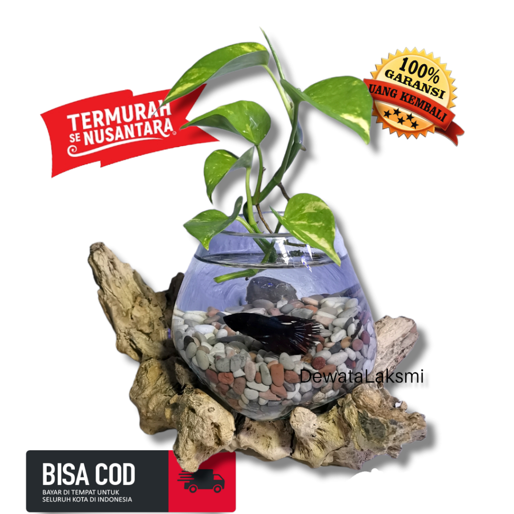 Aquarium tiup akar kayu asli Bali | terrarium | aquarium mini cupang | aquascape