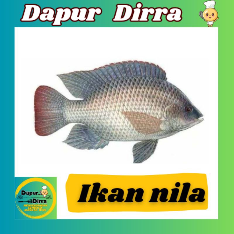

IKAN NILA SEGAR KHUSUS PALEMBANG PENGIRIMAN LANGSUNG