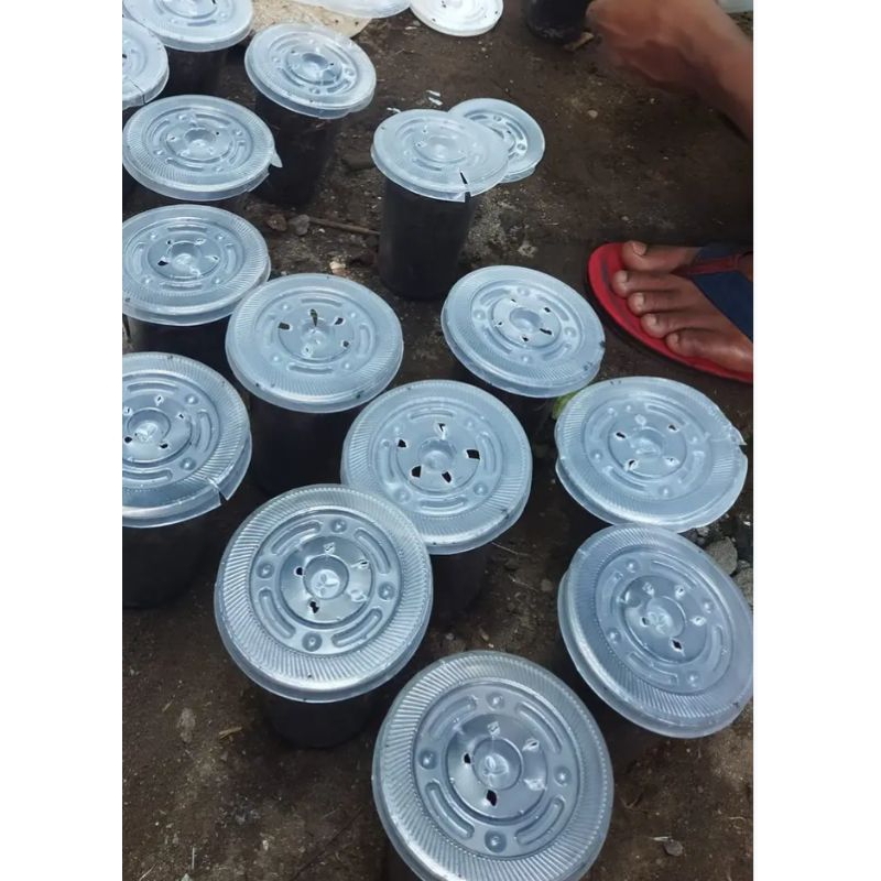 CACING ANC / CACING MERAH