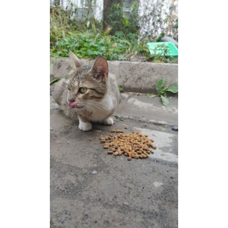 Makanan untuk kucing liar / cat choize