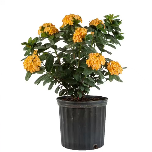 Tanaman hias asoka bunga kuning besar - ixora prince of yellow