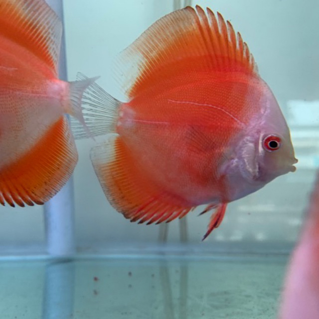 Discus Red Melon