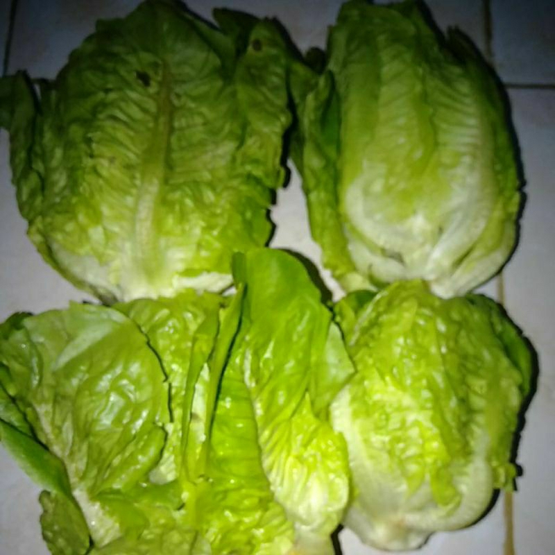 Sayuran Romaine segar