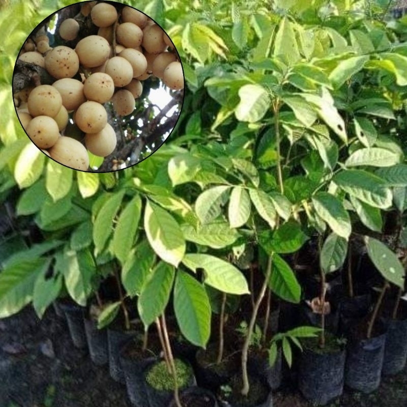 bibit duku komering okulasi cepat berbuah