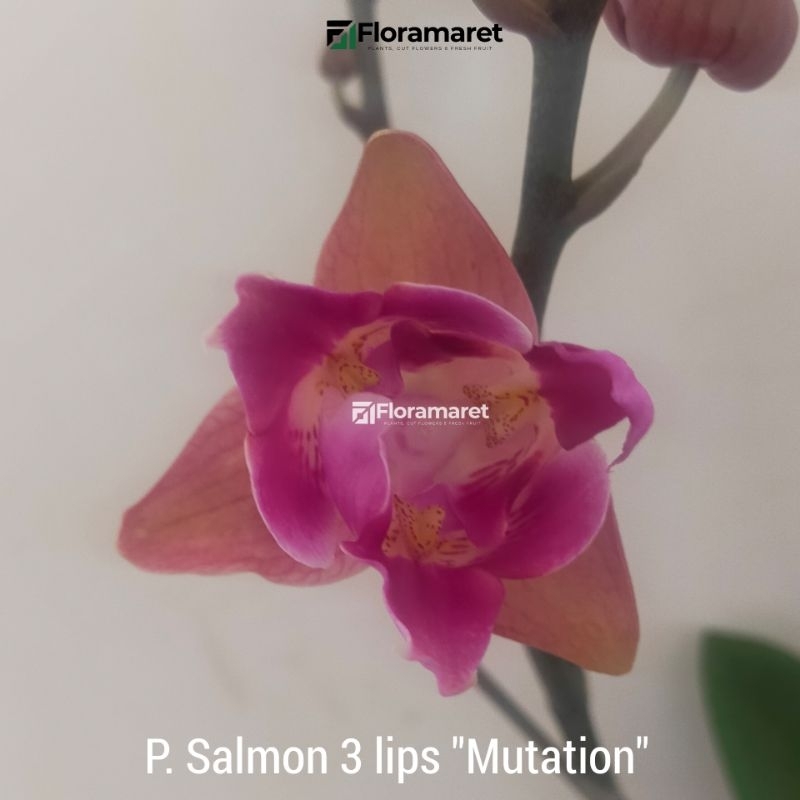 Anggrek Bulan Taiwan Berbunga Salmon 3 Lips
