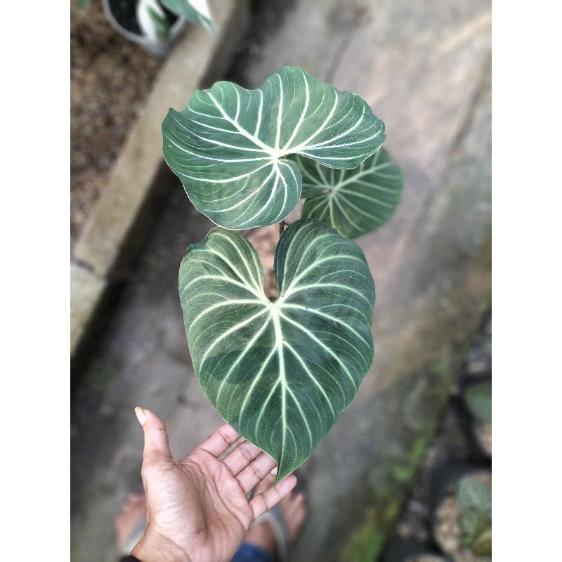 philodendron rare gloriosum white vein nerow