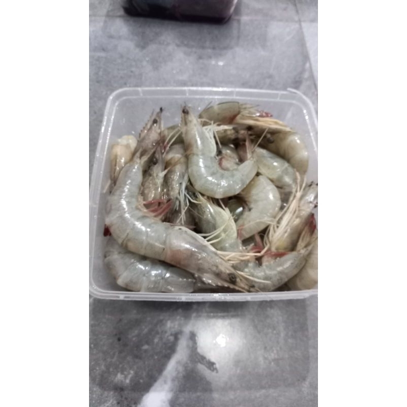 

Udang Segar