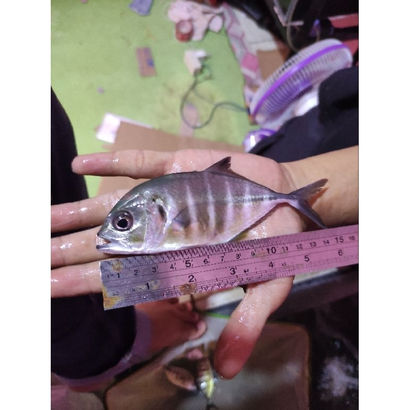 ikan giant trevally 13-15cm air tawar
