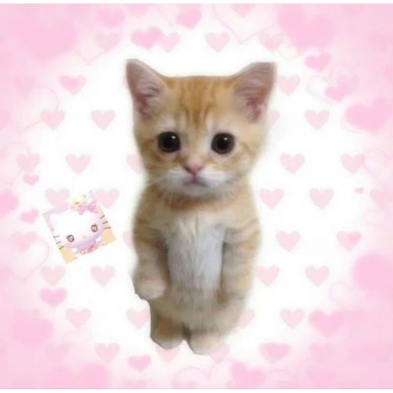 

extra packing ( box )