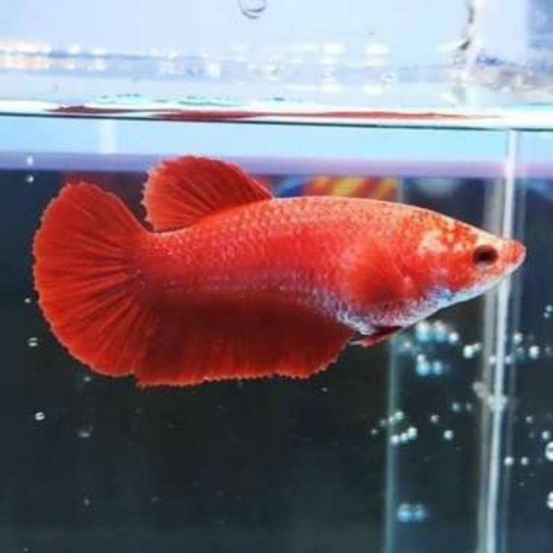 CUPANG BAGAN MERAH (betina)