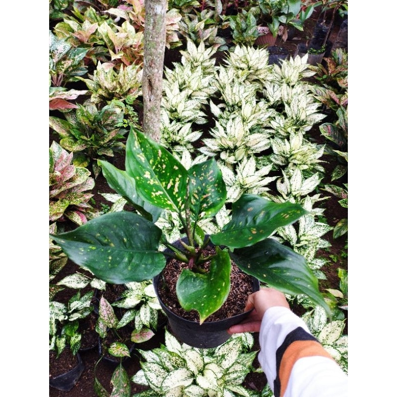 Aglonema Ruby Ciangmay