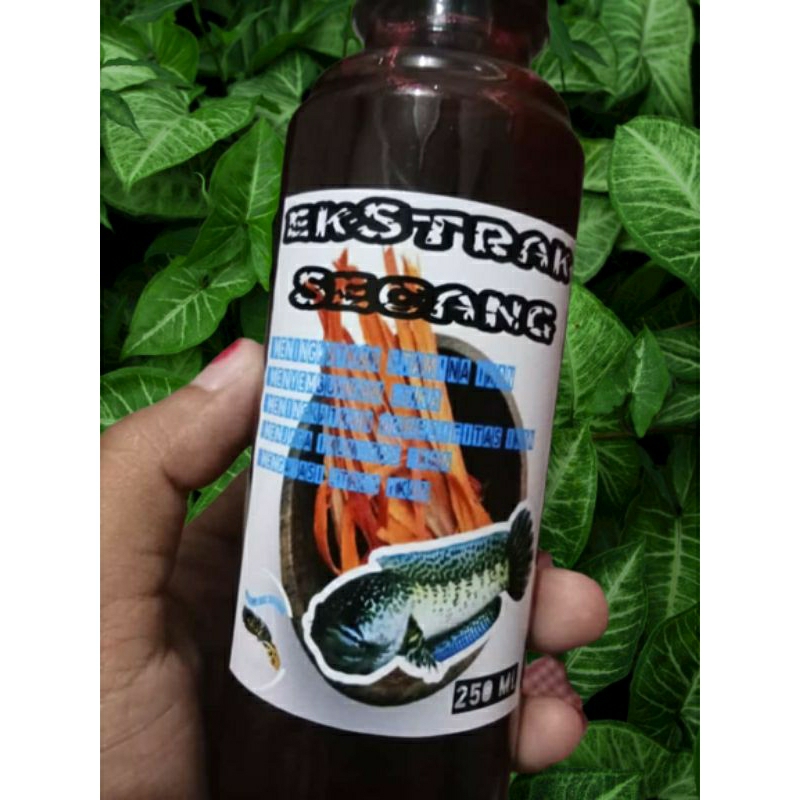 

ekstrak secang