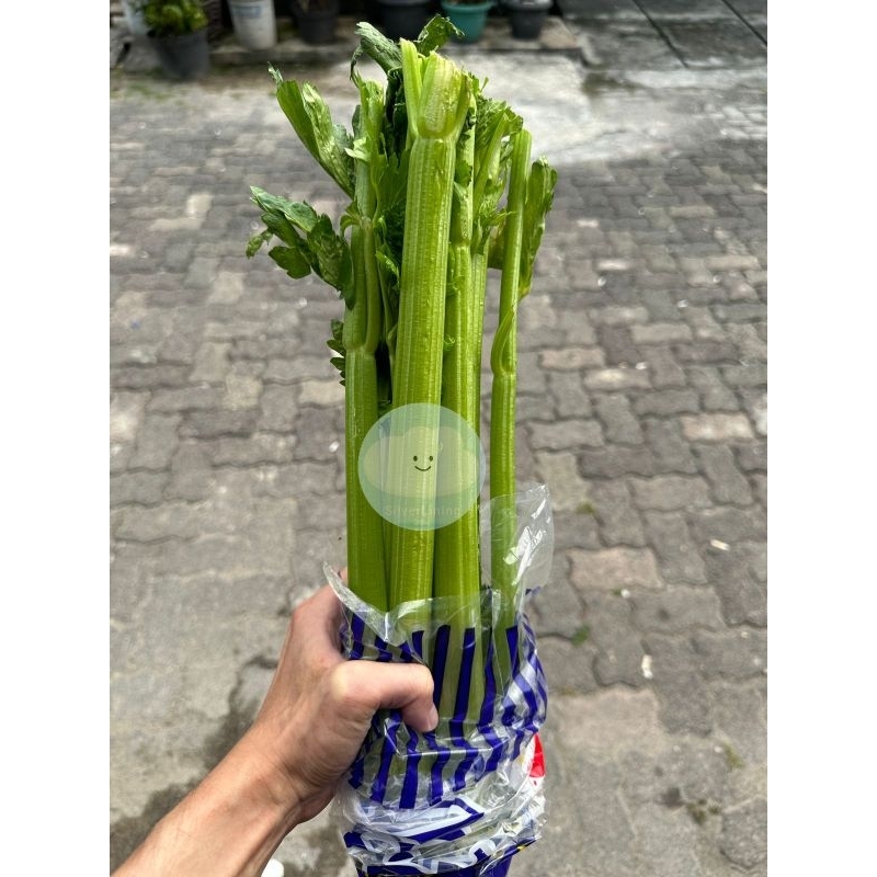 

RB CELERY STICK SELEDRI STIK IMPOR PER 1KG