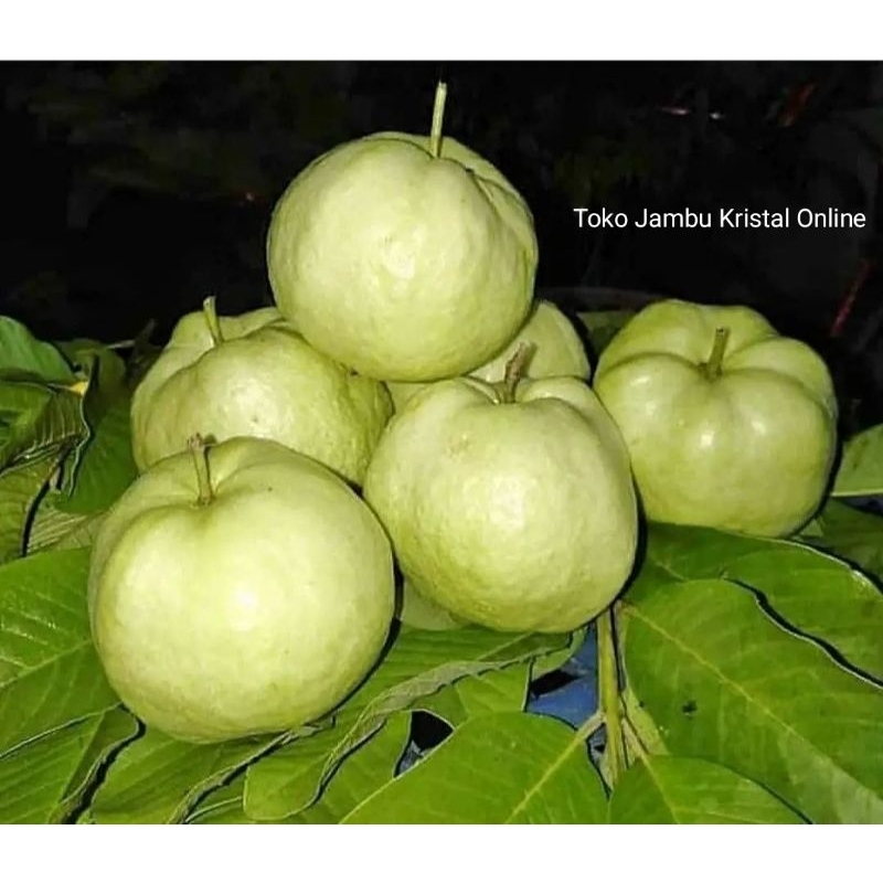 

PROMO Jambu Kristal 1 kg