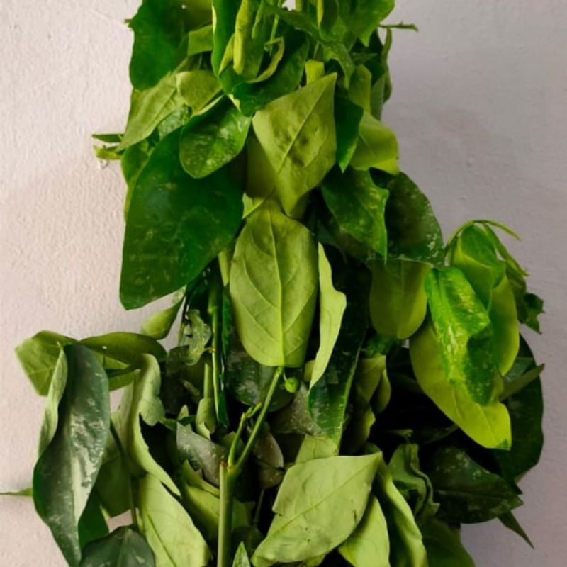

sayur daun katuk