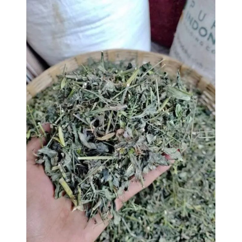

daun sambiloto kering