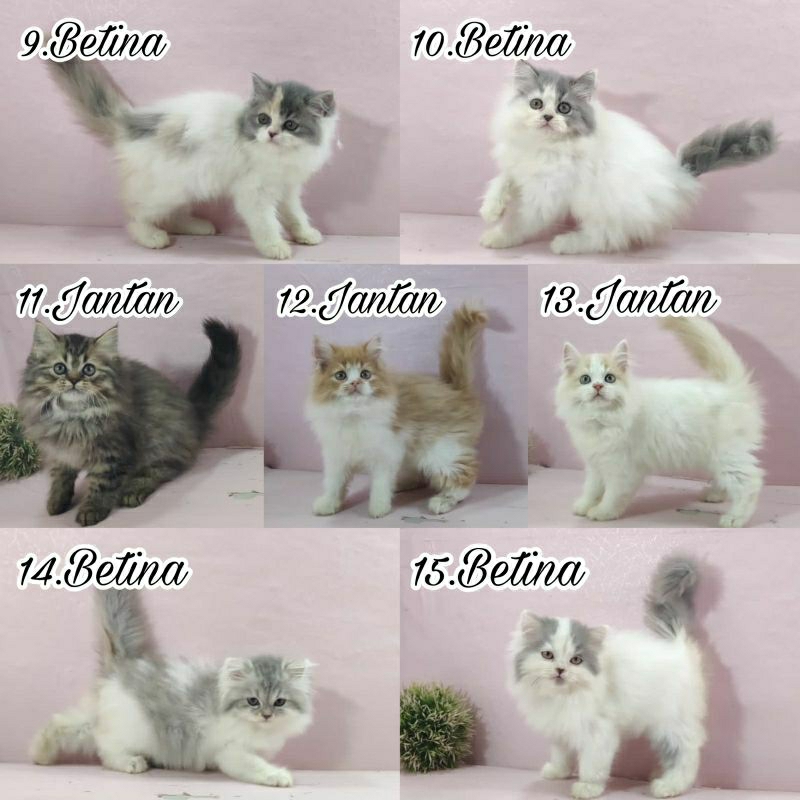 Kucing persia longhair