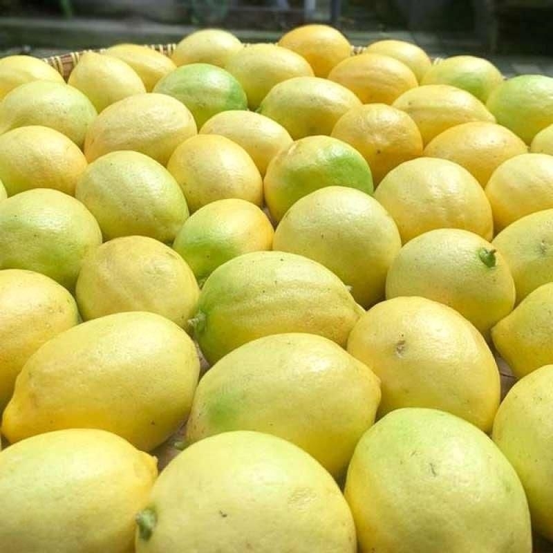 

Jeruk Lemon Segar Langsung Petik Di Kebun Sendiri